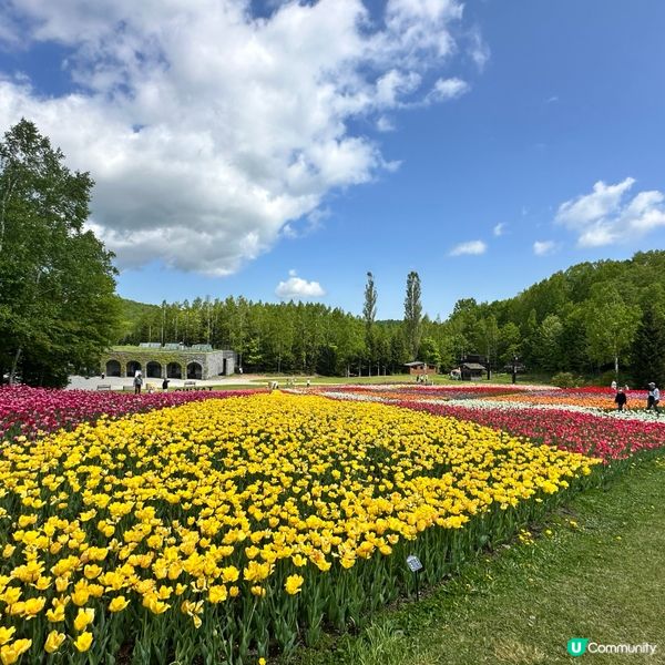 5月尾前往北海道唯一國營公園 國營瀧野鈴蘭丘陵公園,由札幌市...