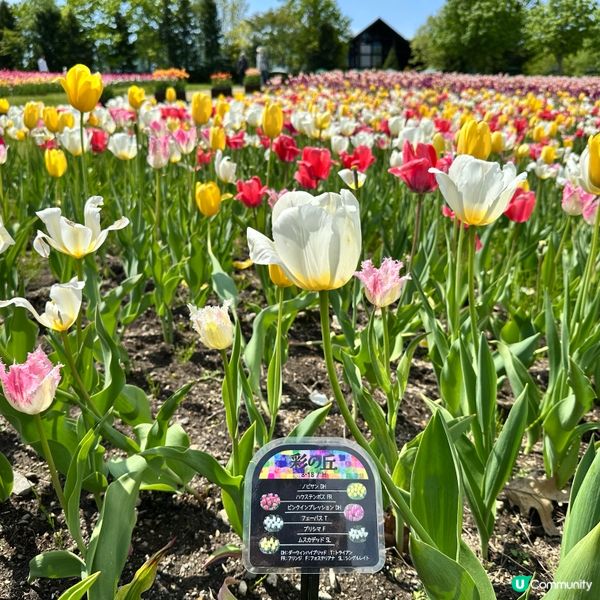 5月尾前往北海道唯一國營公園 國營瀧野鈴蘭丘陵公園,由札幌市...