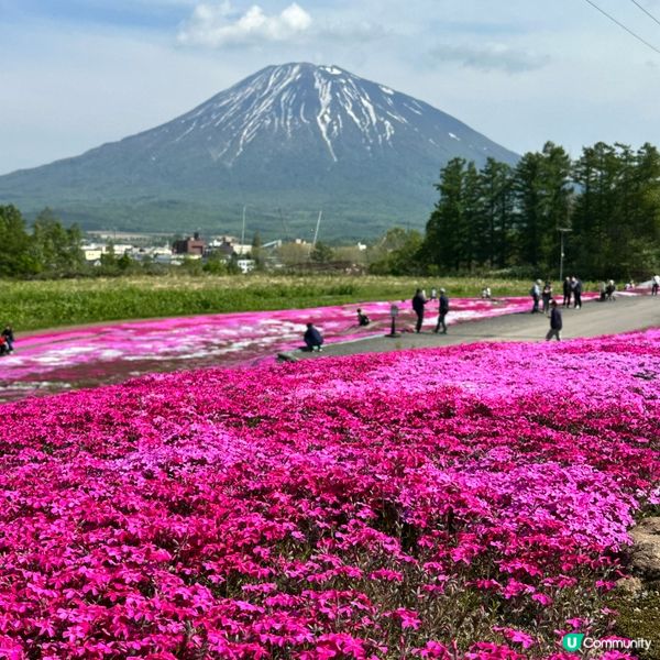 位於北海道俱知安町的｢三島先生芝櫻庭園｣,是前農家三島和夫先...