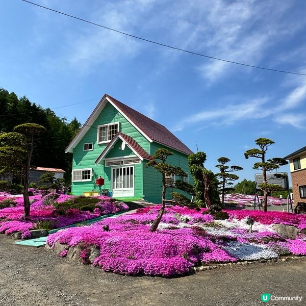 位於北海道俱知安町的｢三島先生芝櫻庭園｣,是前農家三島和夫先...