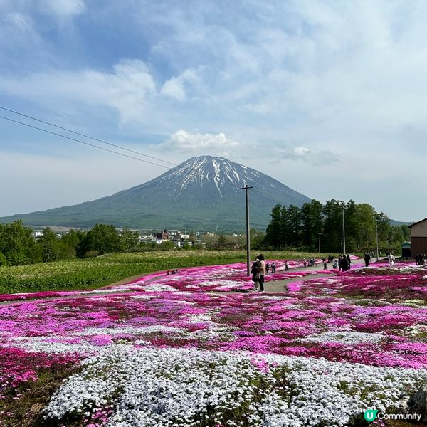 位於北海道俱知安町的｢三島先生芝櫻庭園｣,是前農家三島和夫先...