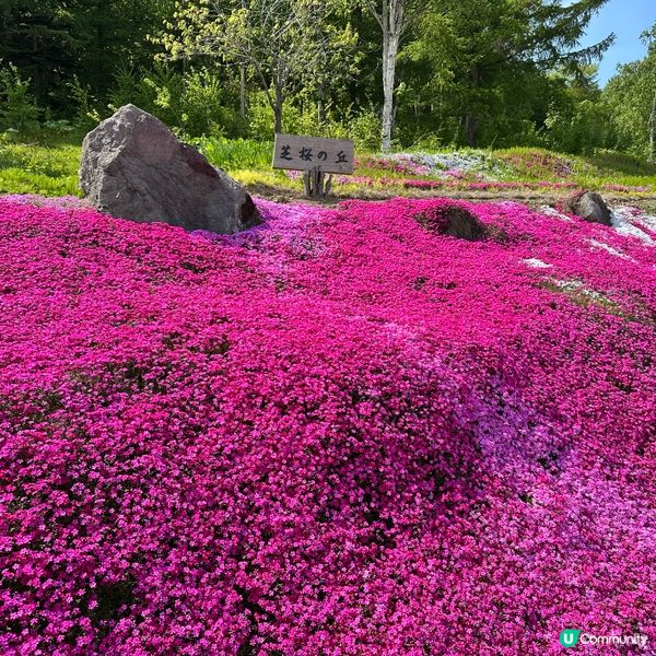 位於北海道俱知安町的｢三島先生芝櫻庭園｣,是前農家三島和夫先...