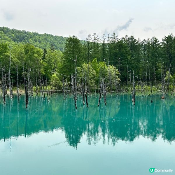 位於北海道美瑛地區最具代表性人氣觀光景點之一｢白金青池｣美麗...