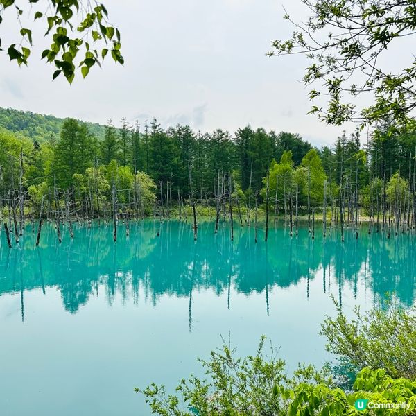 位於北海道美瑛地區最具代表性人氣觀光景點之一｢白金青池｣美麗...