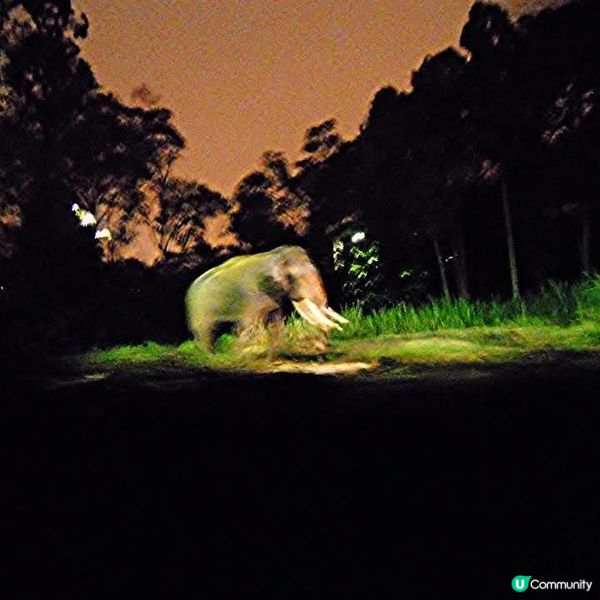 夜間精彩絕倫的探險👉Night Safari