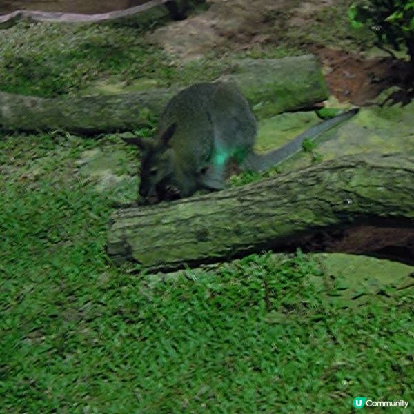 夜間精彩絕倫的探險👉Night Safari