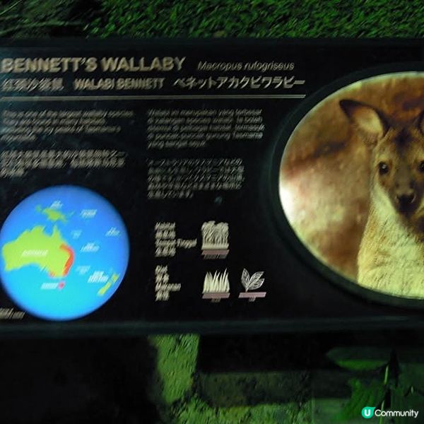 夜間精彩絕倫的探險👉Night Safari