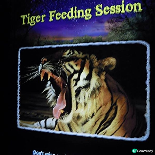 夜間精彩絕倫的探險👉Night Safari