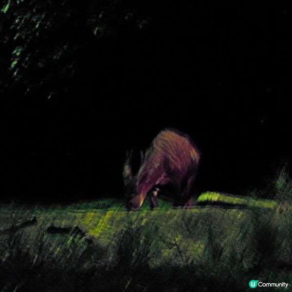 夜間精彩絕倫的探險👉Night Safari