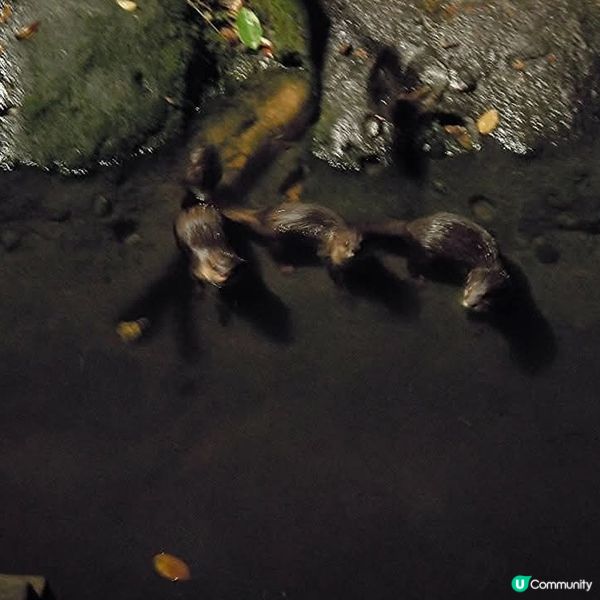 夜間精彩絕倫的探險👉Night Safari