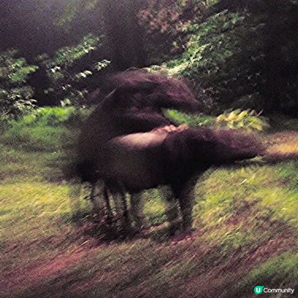 夜間精彩絕倫的探險👉Night Safari