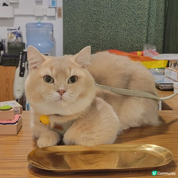 人見人愛既貓店長