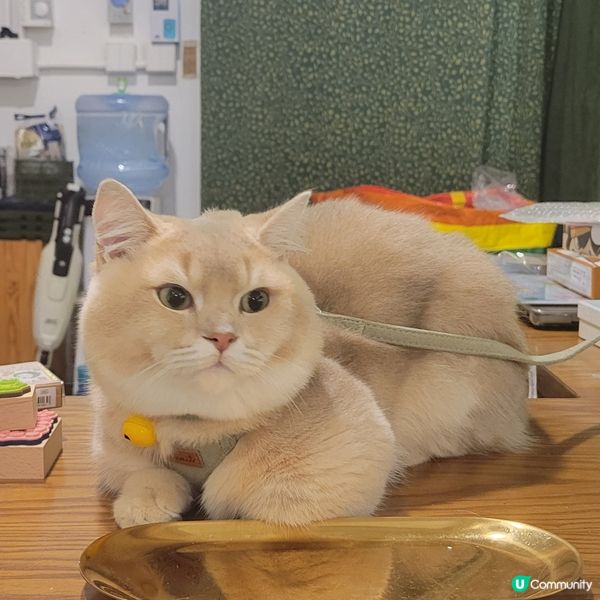 人見人愛既貓店長