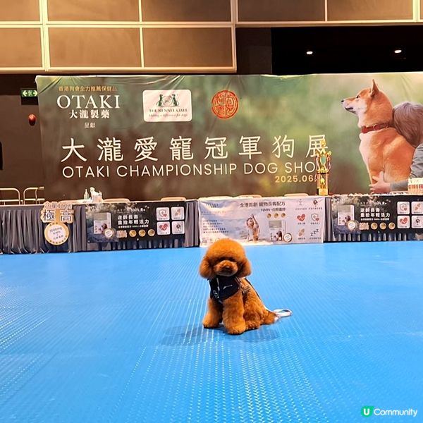 業餘豁免犬種賽2025 