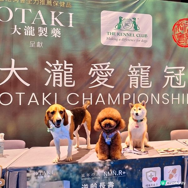 業餘豁免犬種賽2025 