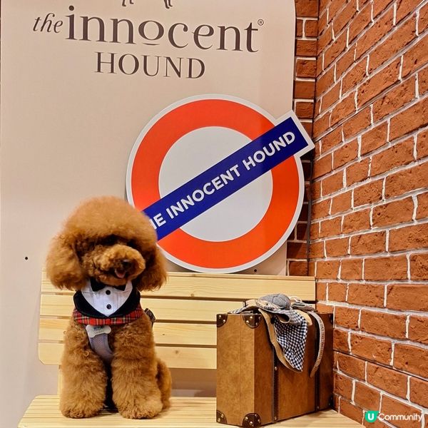 業餘豁免犬種賽2025 