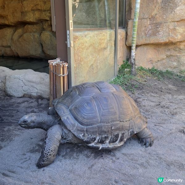 六月生日免費睇大熊貓🥳