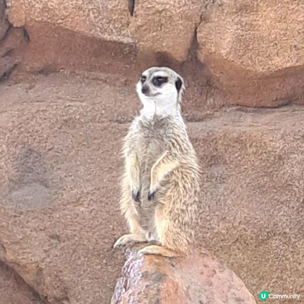 六月生日免費睇大熊貓🥳