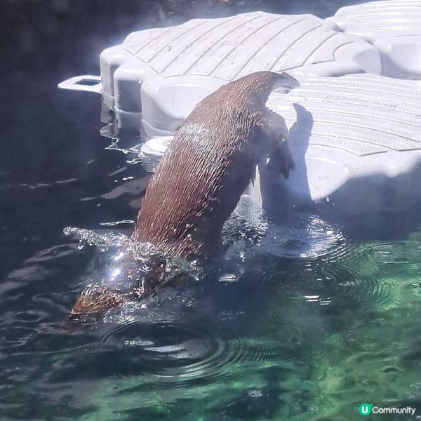 六月生日免費睇大熊貓🥳