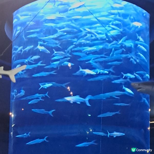 六月生日免費睇大熊貓🥳