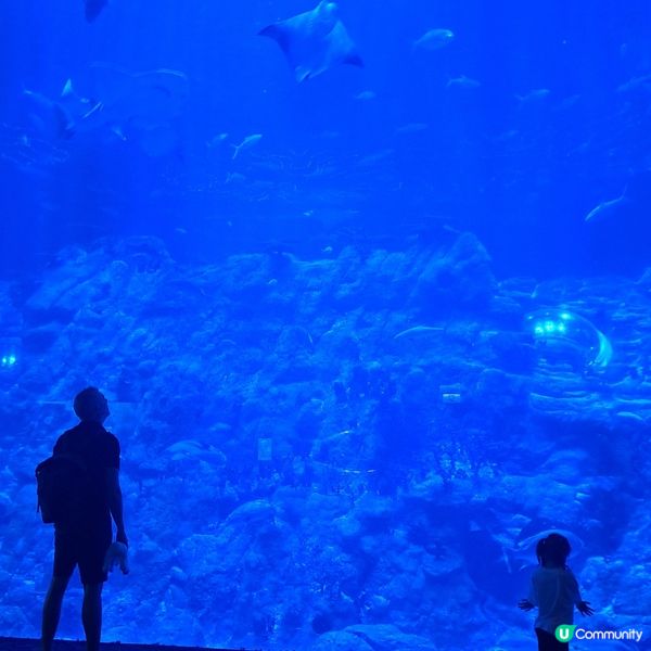 六月生日免費睇大熊貓🥳