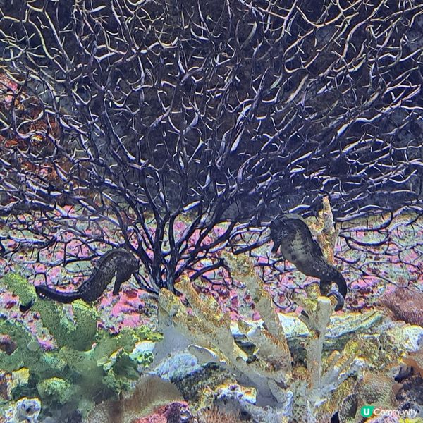 六月生日免費睇大熊貓🥳