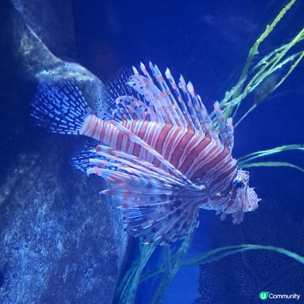 六月生日免費睇大熊貓🥳