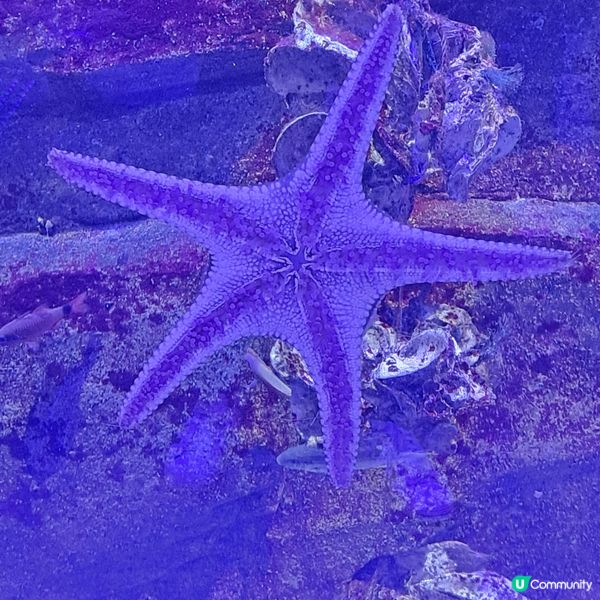 六月生日免費睇大熊貓🥳