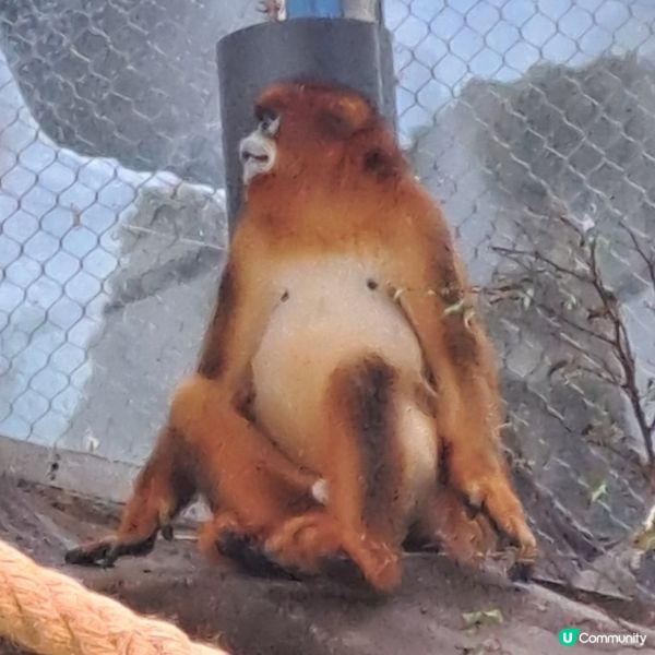 六月生日免費睇大熊貓🥳