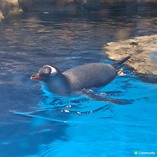 六月生日免費睇大熊貓🥳