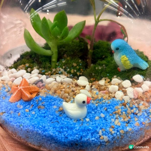 放假玩下生態瓶😍