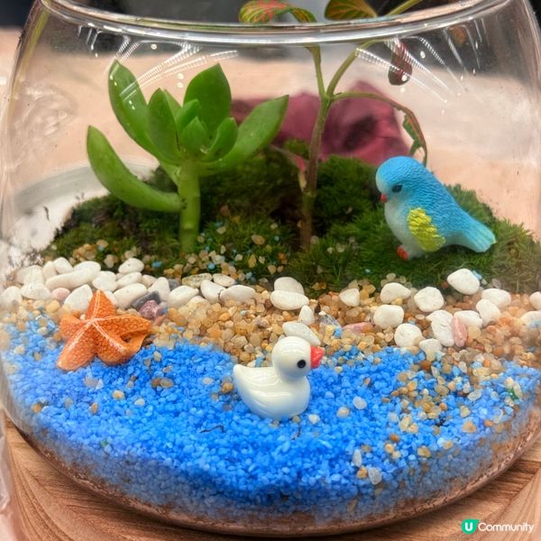 放假玩下生態瓶😍