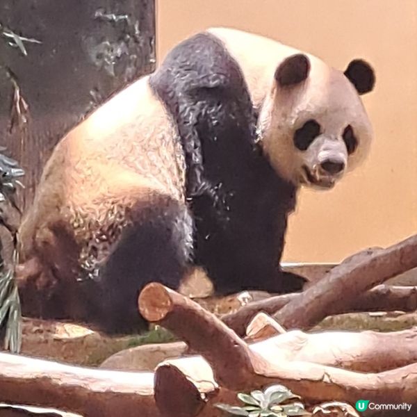 六月生日免費睇大熊貓🥳