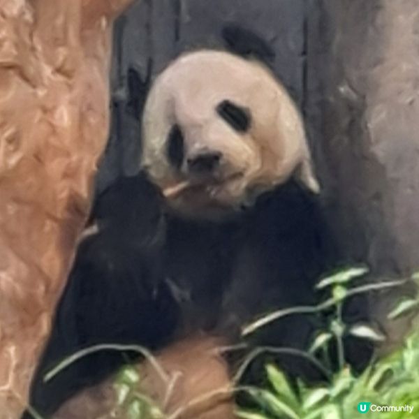 六月生日免費睇大熊貓🥳