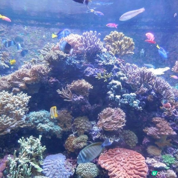 星洲親親海洋動物+享受🌞🏖