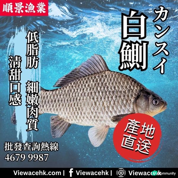 🐟 白鰂魚：鮮美健康，清澈水域的標誌！ 🌊