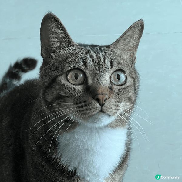 都是貓咪的個人照，有可愛的也有有型的。另外一張是貓咪在玩具內...