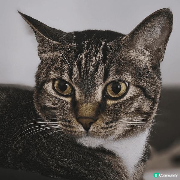 都是貓咪的個人照，有可愛的也有有型的。另外一張是貓咪在玩具內...