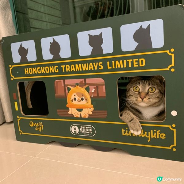 都是貓咪的個人照，有可愛的也有有型的。另外一張是貓咪在玩具內...