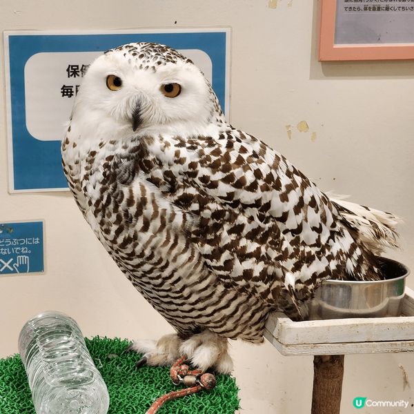 來到久違了的東京，當然不會放過任何打卡影靚相的機會，從標誌性...