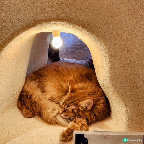 💟超萌‼️超好拍‼️喵星人王國‼️ 🌈
