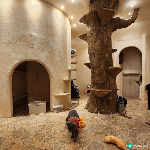 💟超萌‼️超好拍‼️喵星人王國‼️ 🌈
