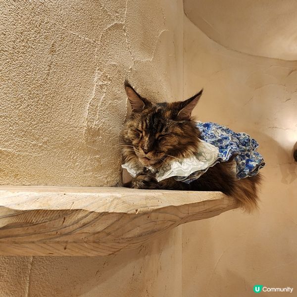 💟超萌‼️超好拍‼️喵星人王國‼️ 🌈
