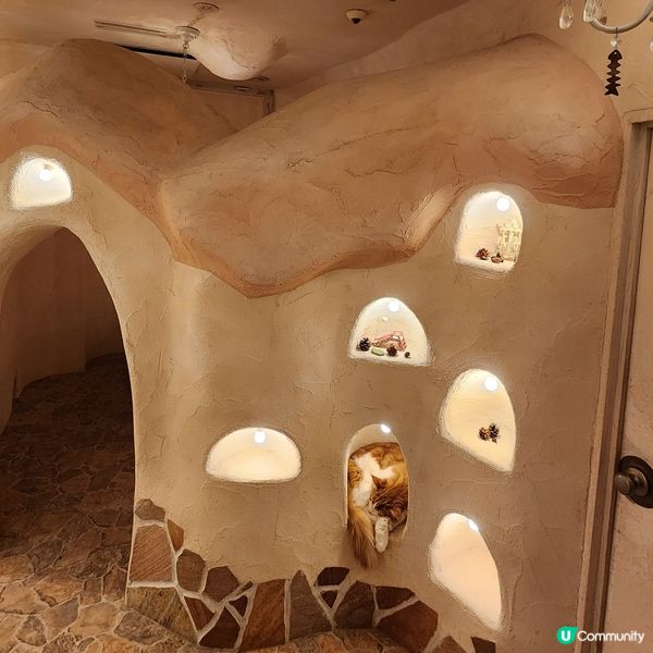 💟超萌‼️超好拍‼️喵星人王國‼️ 🌈
