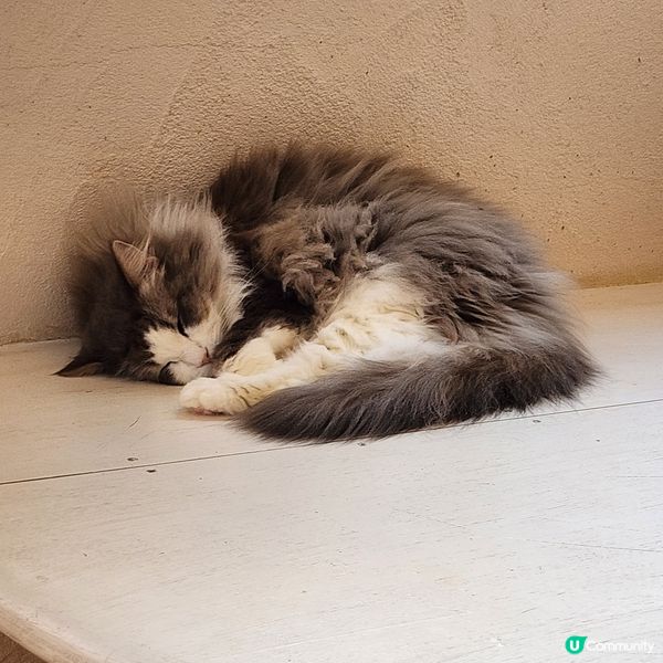 💟超萌‼️超好拍‼️喵星人王國‼️ 🌈
