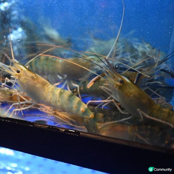 ✨ 大西洋海鮮火鍋，葵芳必食新熱點🦞🦑🔥