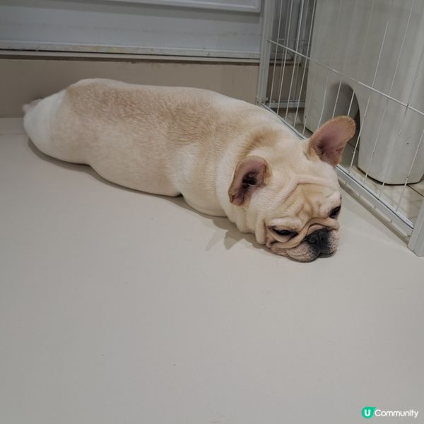 深圳抱抱小狗狗咖😍法鬥鐵牛超可愛🐶💖