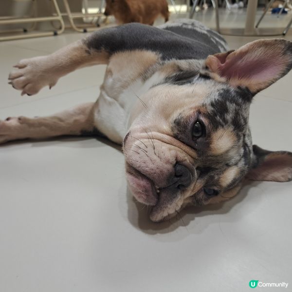 深圳抱抱小狗狗咖😍法鬥鐵牛超可愛🐶💖