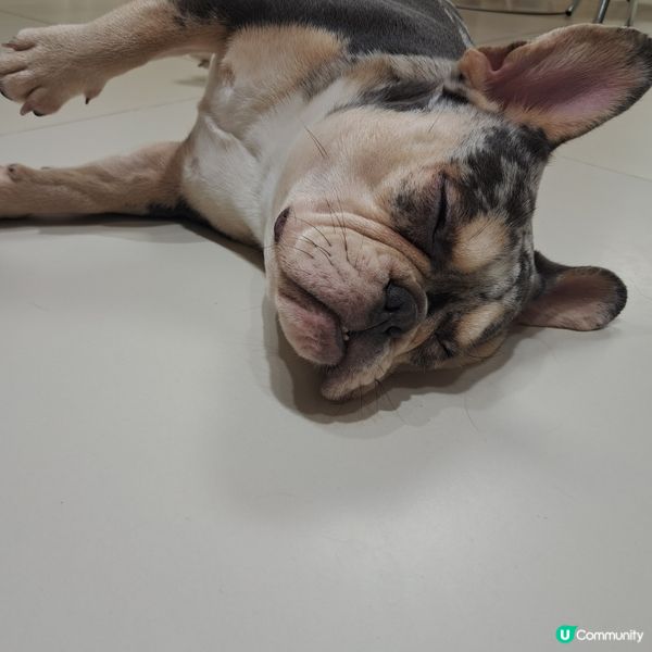 深圳抱抱小狗狗咖😍法鬥鐵牛超可愛🐶💖