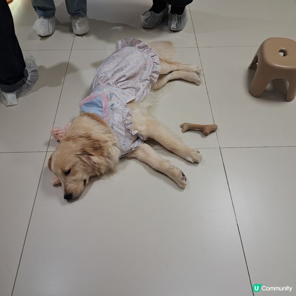 深圳抱抱小狗狗咖😍法鬥鐵牛超可愛🐶💖